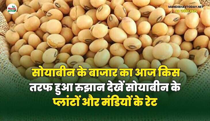 सोयाबीन के बाजार का आज किस तरफ हुआ रुझान | देखें सोयाबीन के प्लांटों और मंडियों के रेट