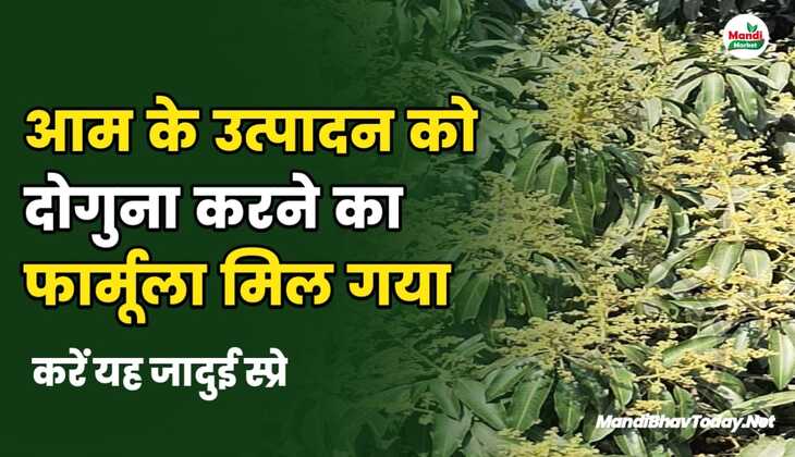 आम के उत्पादन को दोगुना करने का फार्मूला मिल गया है | करें यह जादुई स्प्रेआम के उत्पादन को दोगुना करने का फार्मूला मिल गया है | करें यह जादुई स्प्रे