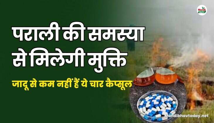 पराली की समस्या से मिलेगी मुक्ति | जादू से कम नहीं हैं ये चार कैप्सूल | जाने पूरी डिटेल्स