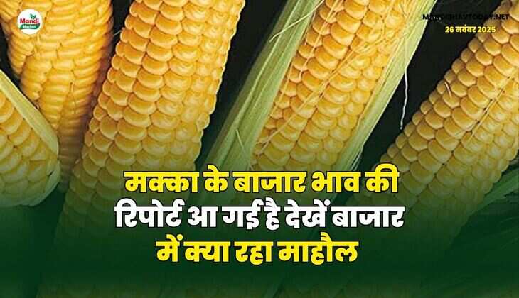 मक्का के बाजार भाव की रिपोर्ट आ गई है | देखें बाजार में क्या रहा माहौल