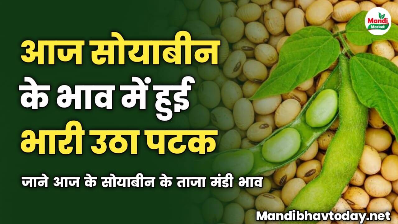 आज सोयाबीन के भाव में हुई भारी उठा पटक | जाने आज के सोयाबीन के ताजा मंडी भाव