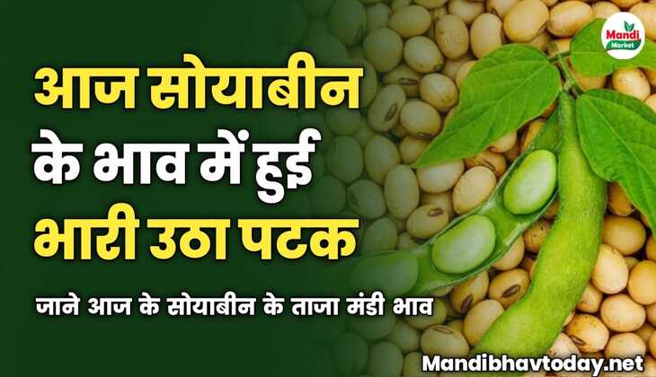 सोयाबीन की कीमतों में हुई भारी उठा पटक | देखे आज के सोयाबीन के ताजा मंडी भाव 