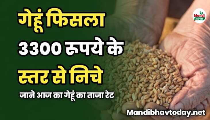 गेहूं का भाव फिसला 3300 रूपये के स्तर से निचे | जाने आज का गेहूं का रेट 