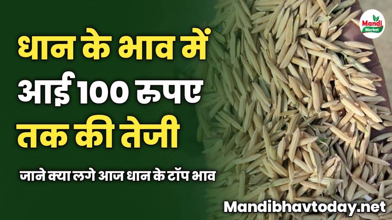 आज धान के भाव में आई 100 रुपए तक की तेजी | जाने क्या लगे आज धान के टॉप भाव 