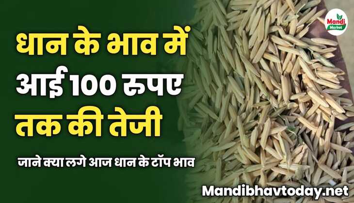 आज धान के भाव में आई 100 रुपए तक की तेजी | जाने क्या लगे आज धान के टॉप भाव 