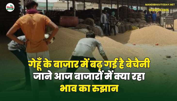 गेहूँ के बाजार में बढ़ गई है बेचैनी | जाने आज बाजारों में क्या रहा भाव का रुझान