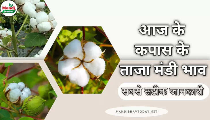 देखें आज के नरमा और कपास के लाइव रेट | Narma and Cotton live Rate today 10 October 2022