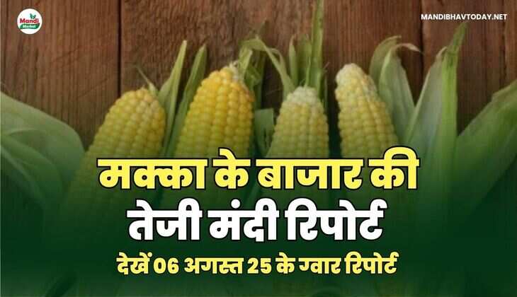 मक्का के बाजार की तेजी मंदी रिपोर्ट | 06 अगस्त 2025 रिपोर्ट 