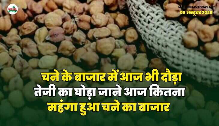 चने के बाजार में आज भी दौड़ा तेजी का घोड़ा | जाने आज कितना महंगा हुआ चने का बाजार