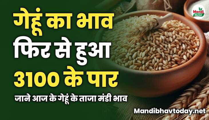 गेहूं का भाव फिर से हुआ 3100 के पार | जाने आज के गेहूं के ताजा मंडी भाव 