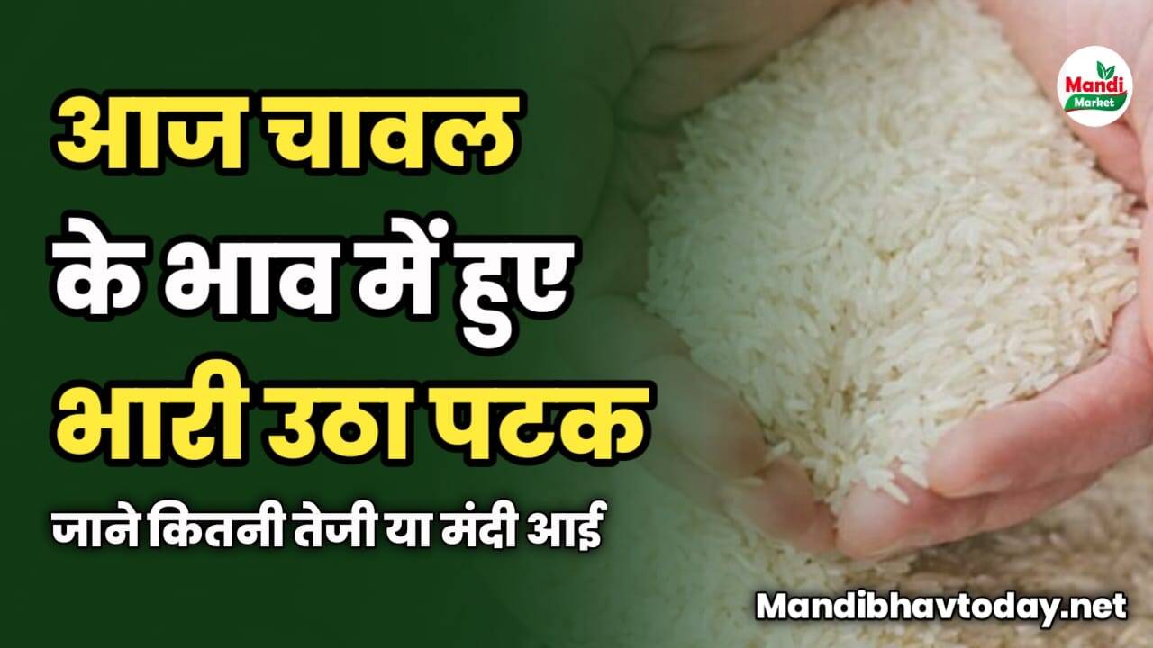 आज चावल के भाव में हुए भारी उठा पटक | जाने कितनी तेजी या मंदी आई
