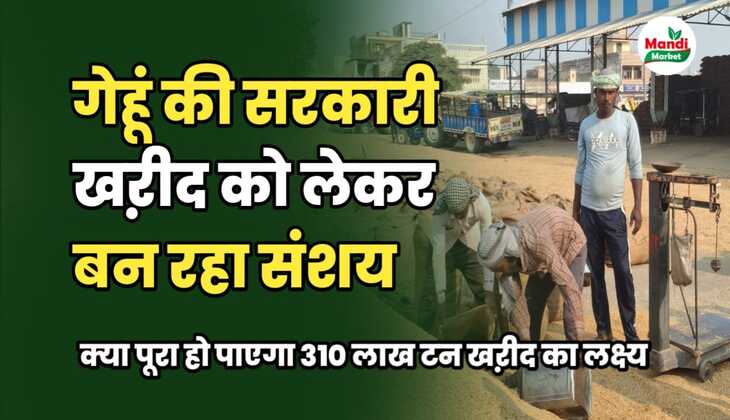 गेहूं की सरकारी खऱीद पर बन रहा संशय | क्या पूरा होगा खऱीद लक्ष्य