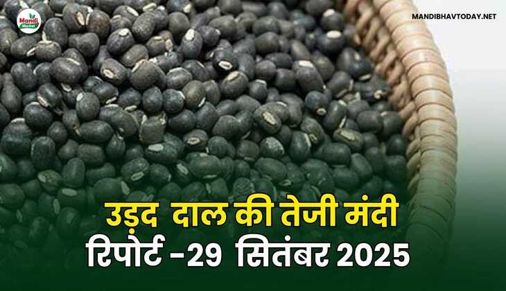 उड़द दाल की तेजी मंदी रिपोर्ट -29  Sep 2025