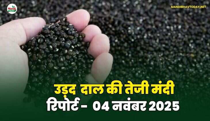 उड़द दाल की तेजी मंदी रिपोर्ट - 04 नवंबर 2025