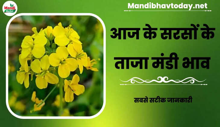 मंदी है या तेजी | जाने क्या हुआ आज सरसों में | Sarso Live Rate Today 07 Apr 2023