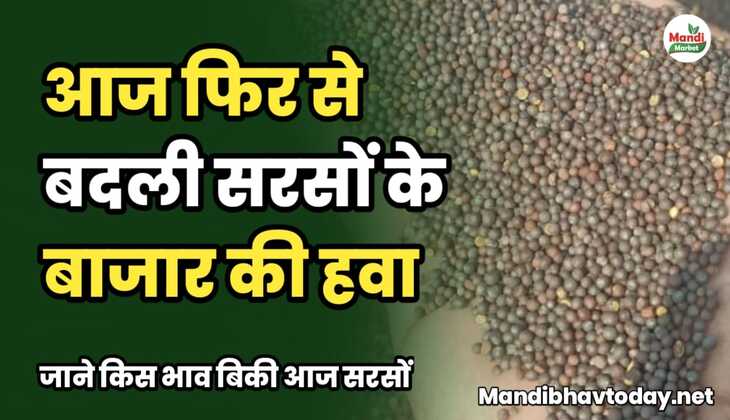 आज फिर से बदली सरसों के बाजार की हवा | जाने किस भाव बिकी आज सरसों