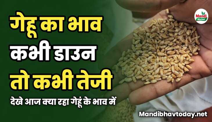 गेहू का भाव कभी डाउन तो कभी तेजी | देखे आज क्या रहा गेहूं के भाव में 