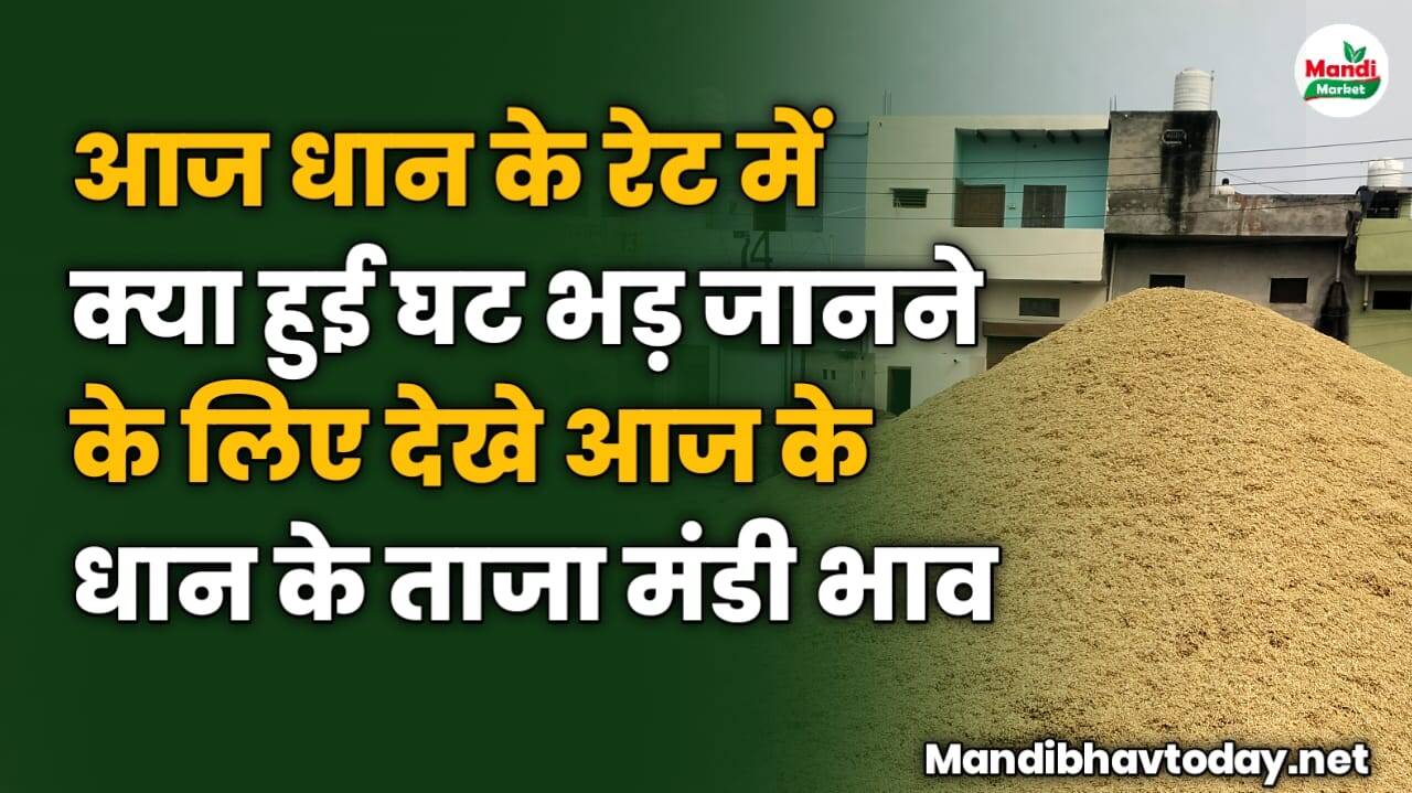 आज धान के रेट में क्या हुई घट भड़ जानने के लिए देखे आज के धान के ताजा मंडी भाव