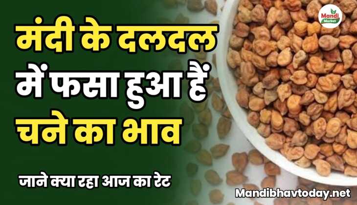 मंदी के दलदल में फसा हुआ हैं चने का भाव | जाने क्या रहा आज का रेट chane ke taja mandi bhav 29 january 2025