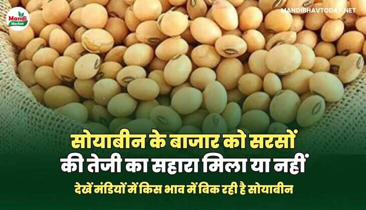  देखें मंडियों में किस भाव में बिक रही है सोयाबीन