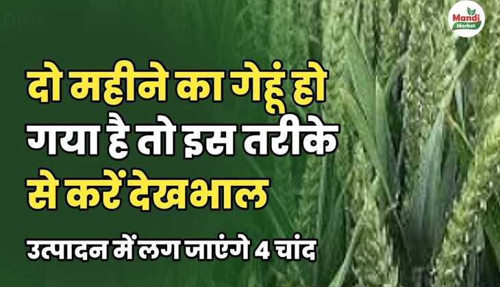 दो महीने का गेहूं हो गया है तो इस तरीके से करें देखभाल | उत्पादन में लग जाएंगे 4 चांद