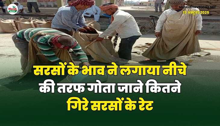 सरसों के भाव ने लगाया नीचे की तरफ गोता | जाने कितने गिरे सरसों के रेट