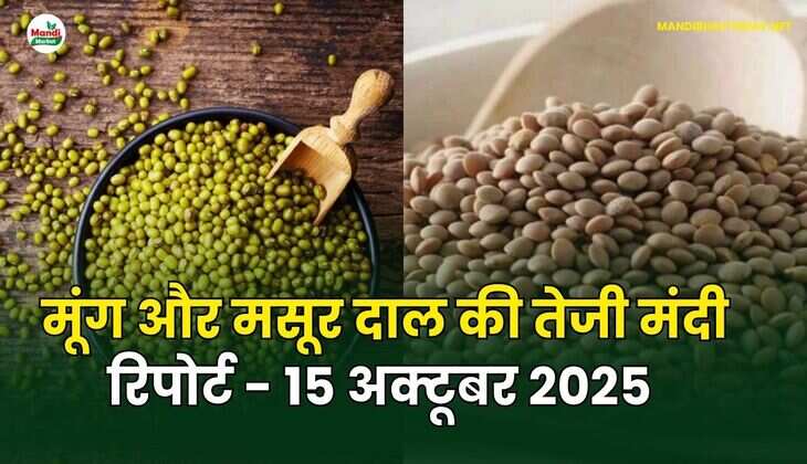 मूँग और मसूर दाल की तेजी मंदी रिपोर्ट - 15 अक्टूबर 2025 