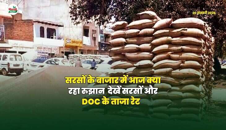 सरसों के बाजार में आज क्या रहा रुझान | देखें सरसों और DOC के ताजा रेट