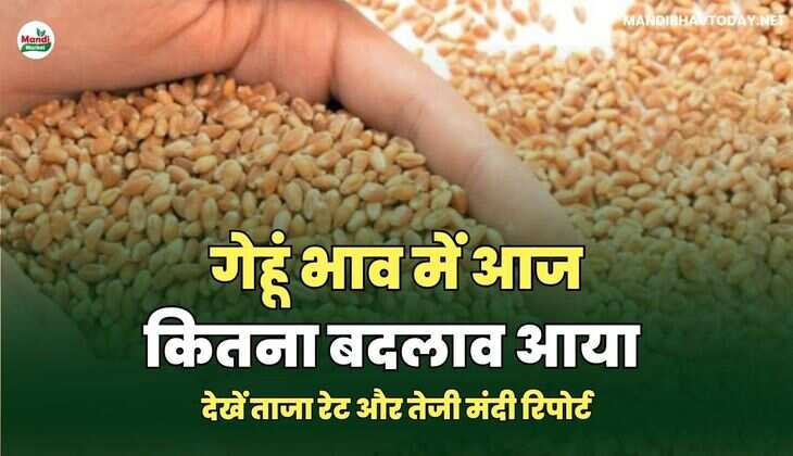 गेहूं भाव में आज कितना बदलाव आया | देखें ताजा रेट और तेजी मंदी रिपोर्ट