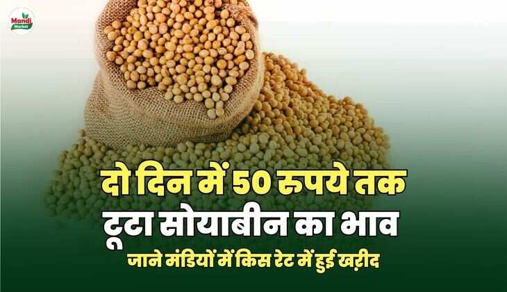 सोयाबीन images