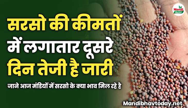 सरसो की कीमतों में लगातार दूसरे दिन तेजी है जारी | जाने आज मंडियों में सरसो के क्या भाव मिल रहे है 