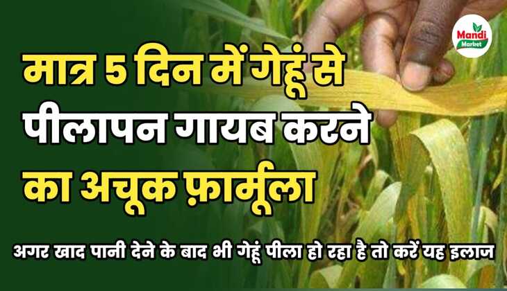मात्र 5 दिन में गेहूं से पीलापन होगा गायब | अगर खाद पानी देने के बाद भी आपकी गेहूं पीली पड़ रही है तो यह करें इलाज 