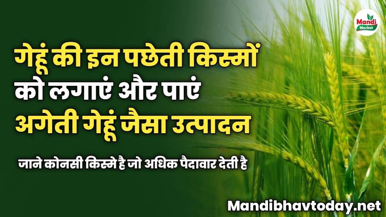गेहूं की इन पछेती किस्मों को लगाएं और पाएं अगेती गेहूं जैसा उत्पादन | जाने कोनसी किस्मे है