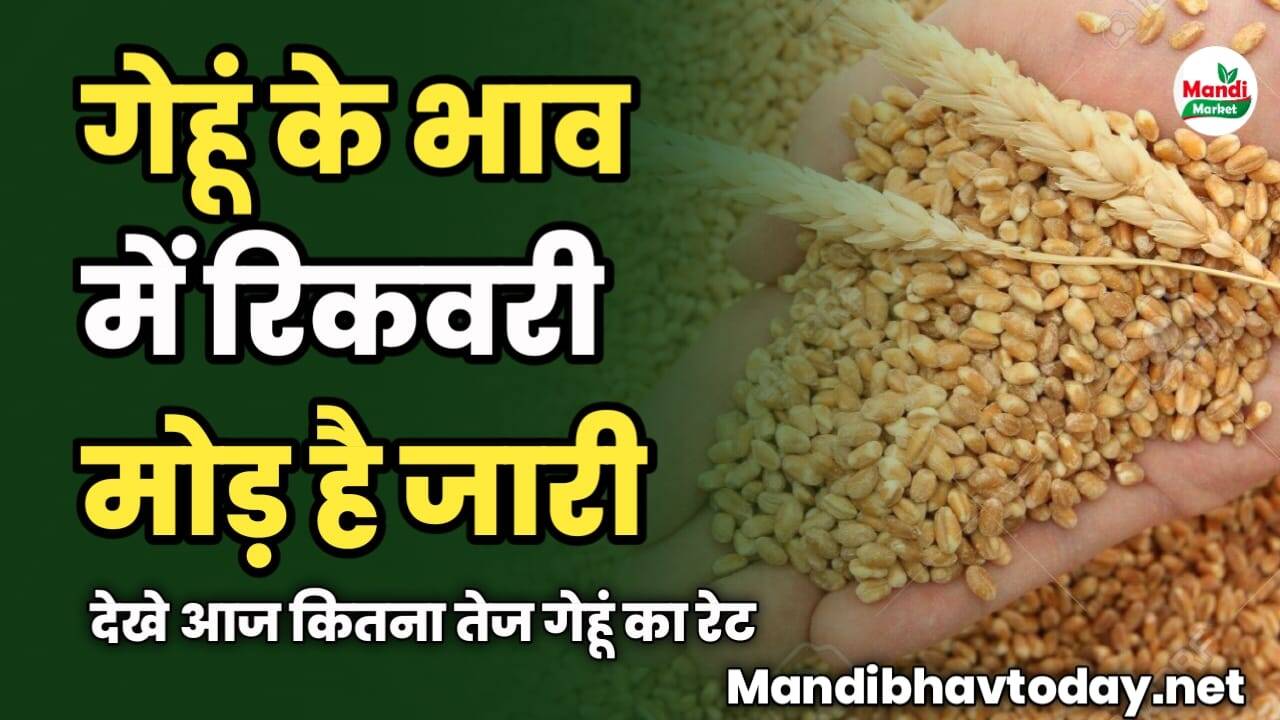 गेहूं के भाव में रिकवरी मोड़ है जारी | देखे आज कितना तेज गेहूं का रेट