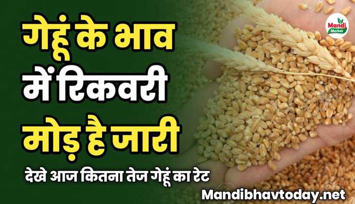 गेहूं के भाव में रिकवरी मोड़ है जारी | देखे आज कितना तेज गेहूं का रेट 