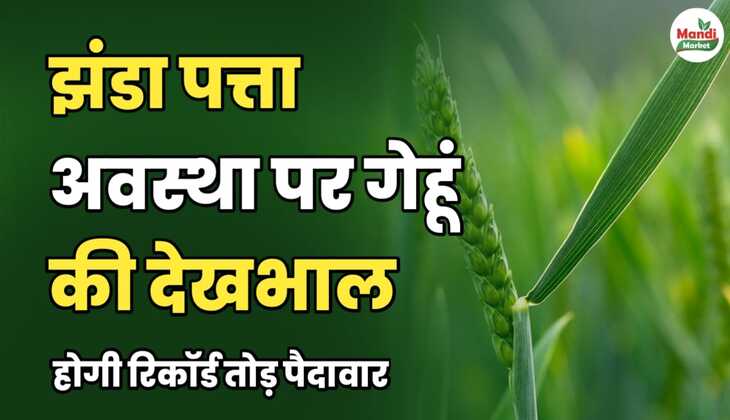 झंडा पत्ता अवस्था पर गेहूं की देखभाल, होगी रिकॉर्ड तोड़ पैदावार