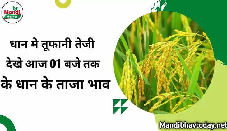 dhan me tufani teji dekhe aaj 1 baje tak ke taja bhav 