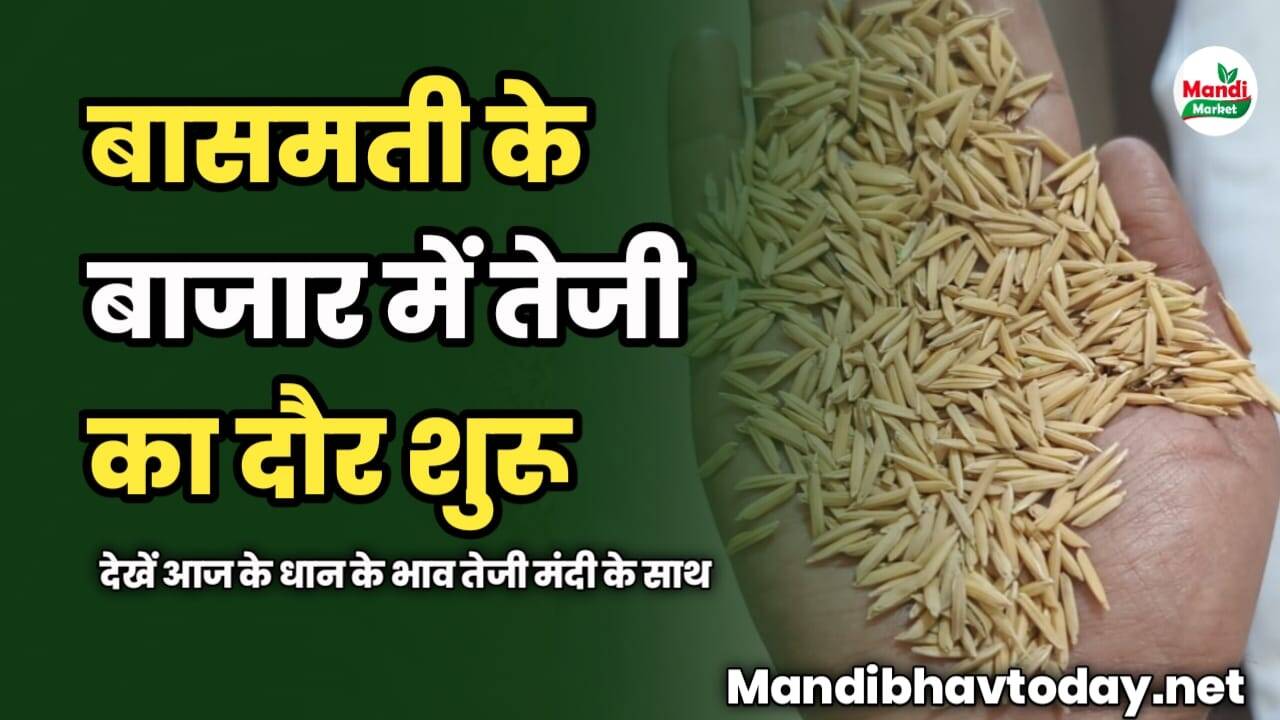 बासमती के बाजार में तेजी का दौर शुरू | देखें आज के धान के भाव तेजी मंदी के साथ