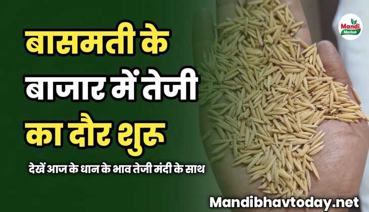 बासमती के बाजार में तेजी का दौर शुरू | देखें आज के धान के भाव तेजी मंदी के साथ