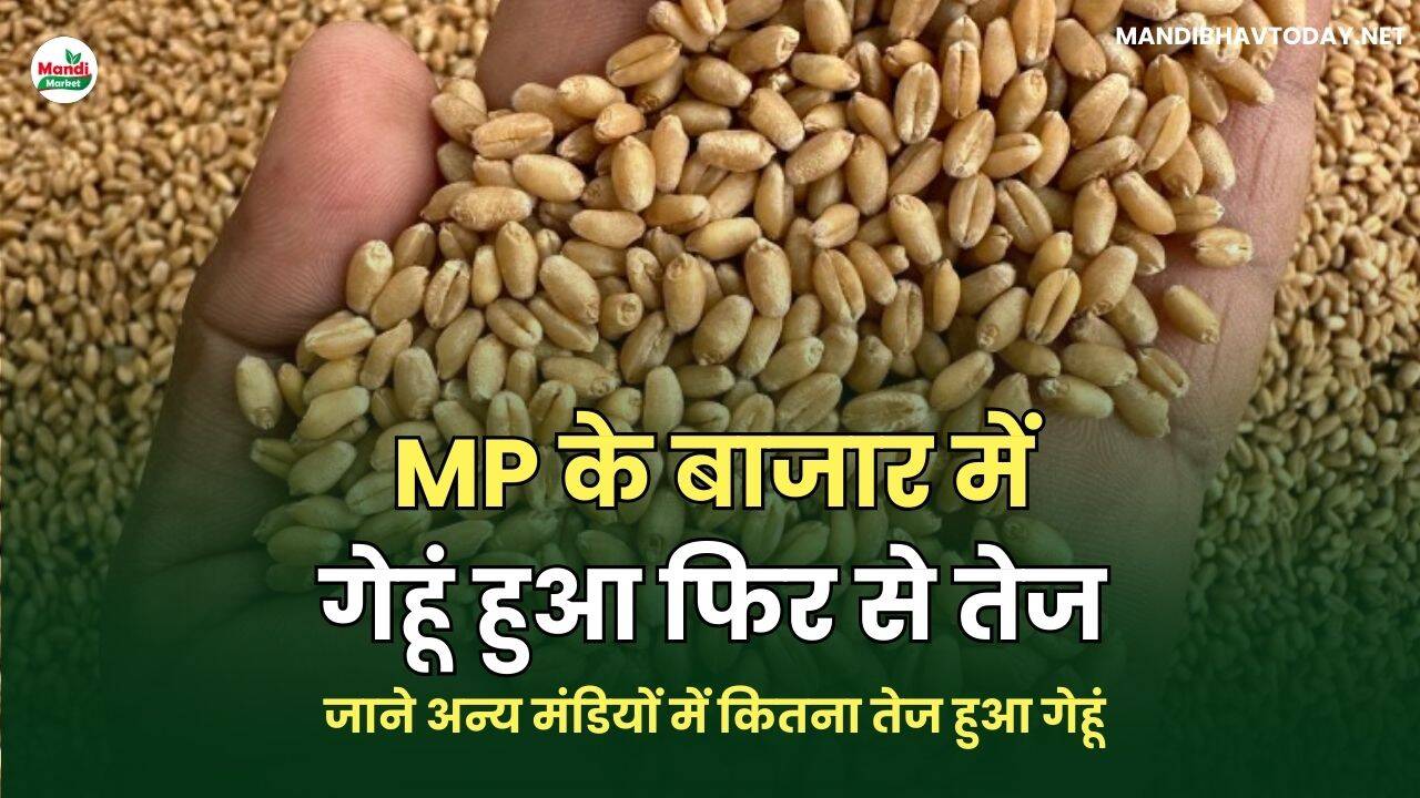 जाने अन्य मंडियों में कितना तेज हुआ गेहूं
