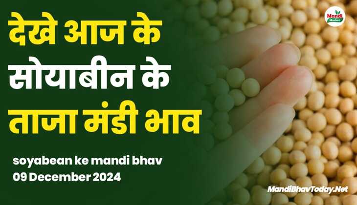 देखे आज के सोयाबीन के ताजा मंडी भाव | soyabean ke mandi bhav 09 December 2024