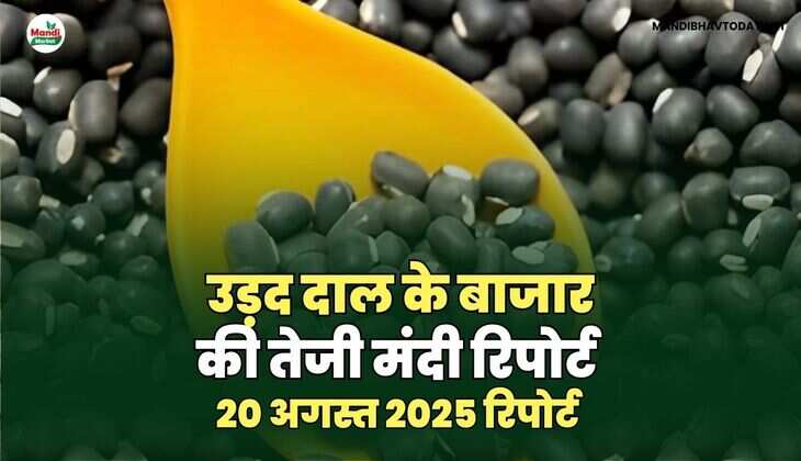 उड़द दाल की तेजी मंदी रिपोर्ट -20 अगस्त  2025