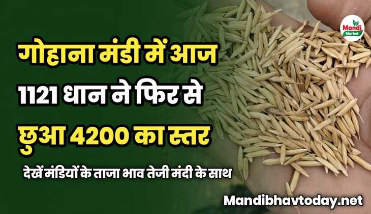 गोहाना मंडी में आज 1121 धान ने फिर से छुआ 4200 का स्तर | देखें मंडियों के ताजा भाव तेजी मंदी के साथ
