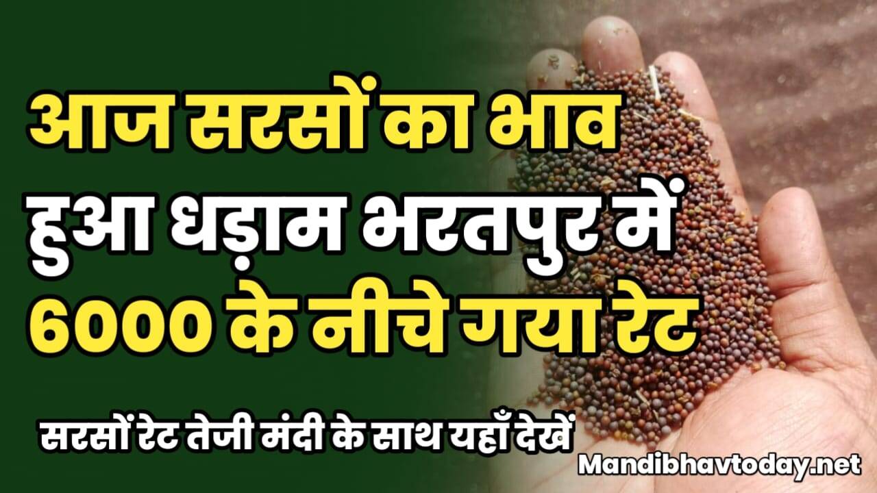 आज सरसों का भाव हुआ धड़ाम | भरतपुर में 6000 के नीचे गया रेट | सरसों रेट तेजी मंदी के साथ यहाँ देखें