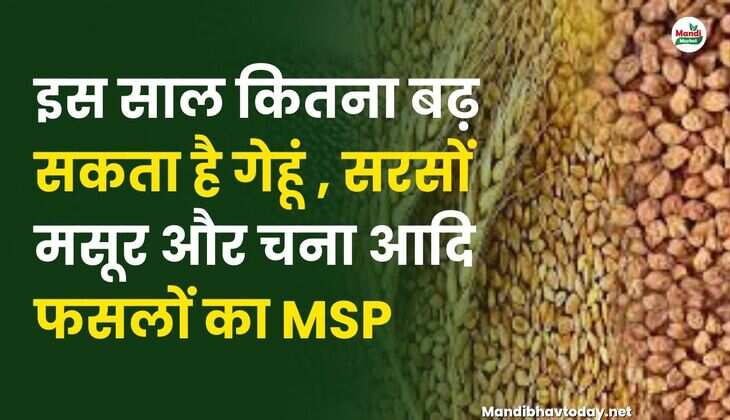 इस साल कितना बढ़ सकता है गेहूं, सरसों और चना आदि फसलों का MSP | इस रिपोर्ट में जाने
