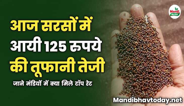 आज सरसों में आयी 125 रुपये की तूफानी तेजी | जाने मंडियों में क्या मिले टॉप रेट