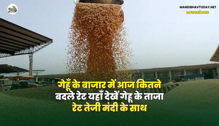 गेहूँ के बाजार में आज कितने बदले रेट | यहाँ देखें गेहू के ताजा रेट तेजी मंदी के साथ