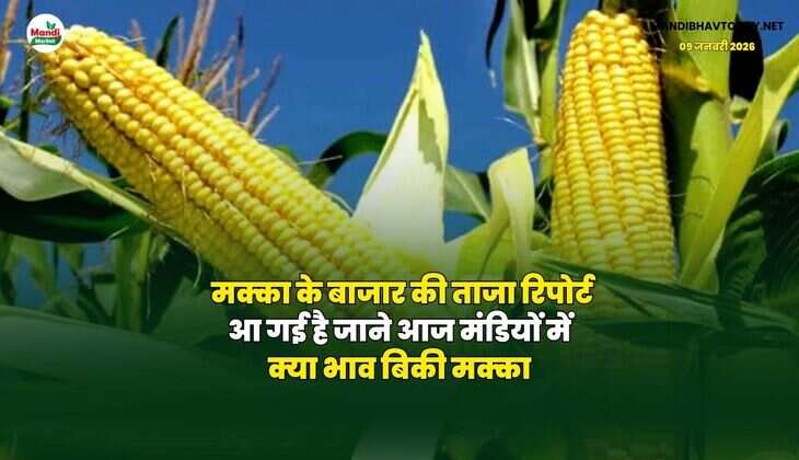मक्का के बाजार की ताजा रिपोर्ट आ गई है | जाने आज मंडियों में क्या भाव बिकी मक्का