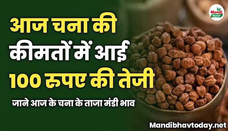 आज चना की कीमतों में आई 100 रुपए की तेजी | जाने आज के चना के ताजा मंडी भाव