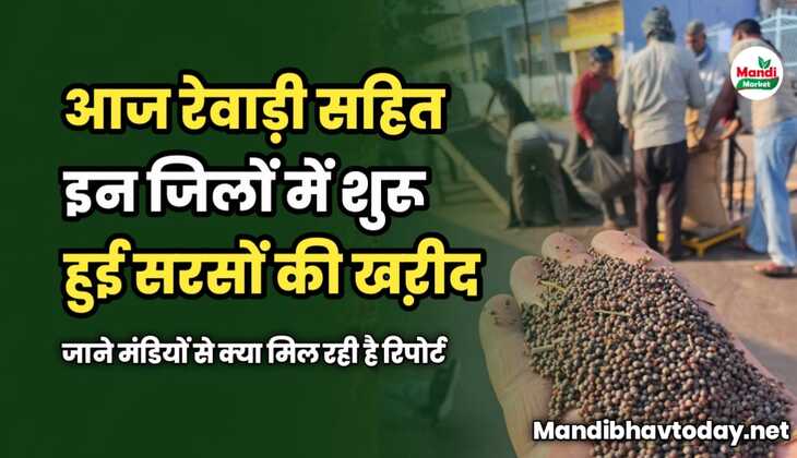 आज रेवाड़ी सहित इन जिलों में शुरू हुई सरसों की खऱीद | जाने मंडियों से क्या मिल रही है रिपोर्ट
